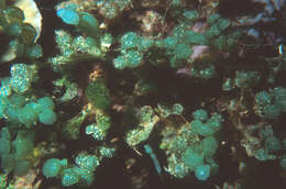 Image of Sea Grape