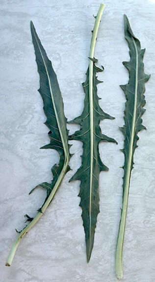 Imagem de Oenothera flava (A. Nels.) Garrett