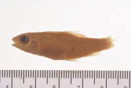 Image of Poropuntius faucis (Smith 1945)