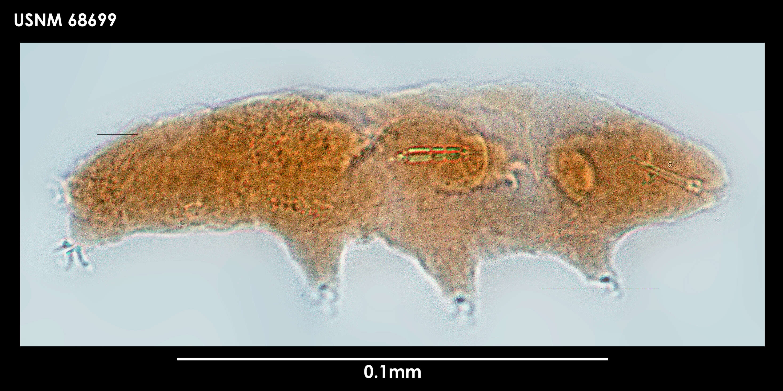 Image of Diphascon (Diphascon) mirabile Dastych 1984