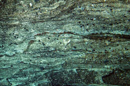 Image of Perotrochus charlestonensis Askew 1987