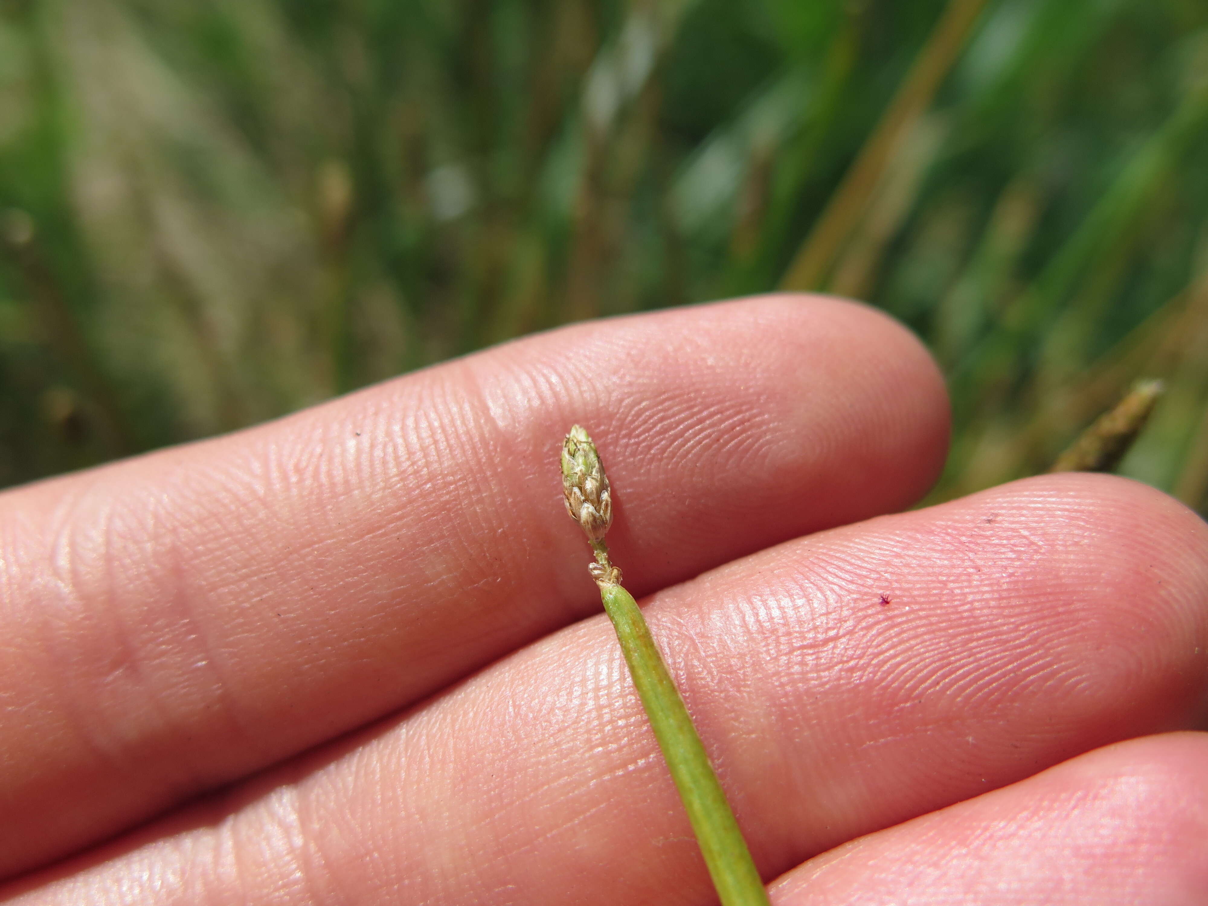 Image of Engelmann's Spike-Rush