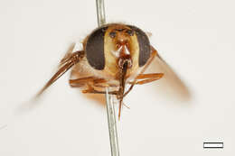 Image of Allograpta decemmaculata (Rondani 1863)