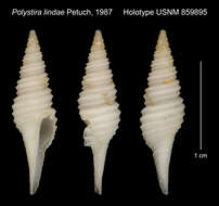 Image of Polystira lindae Petuch 1987