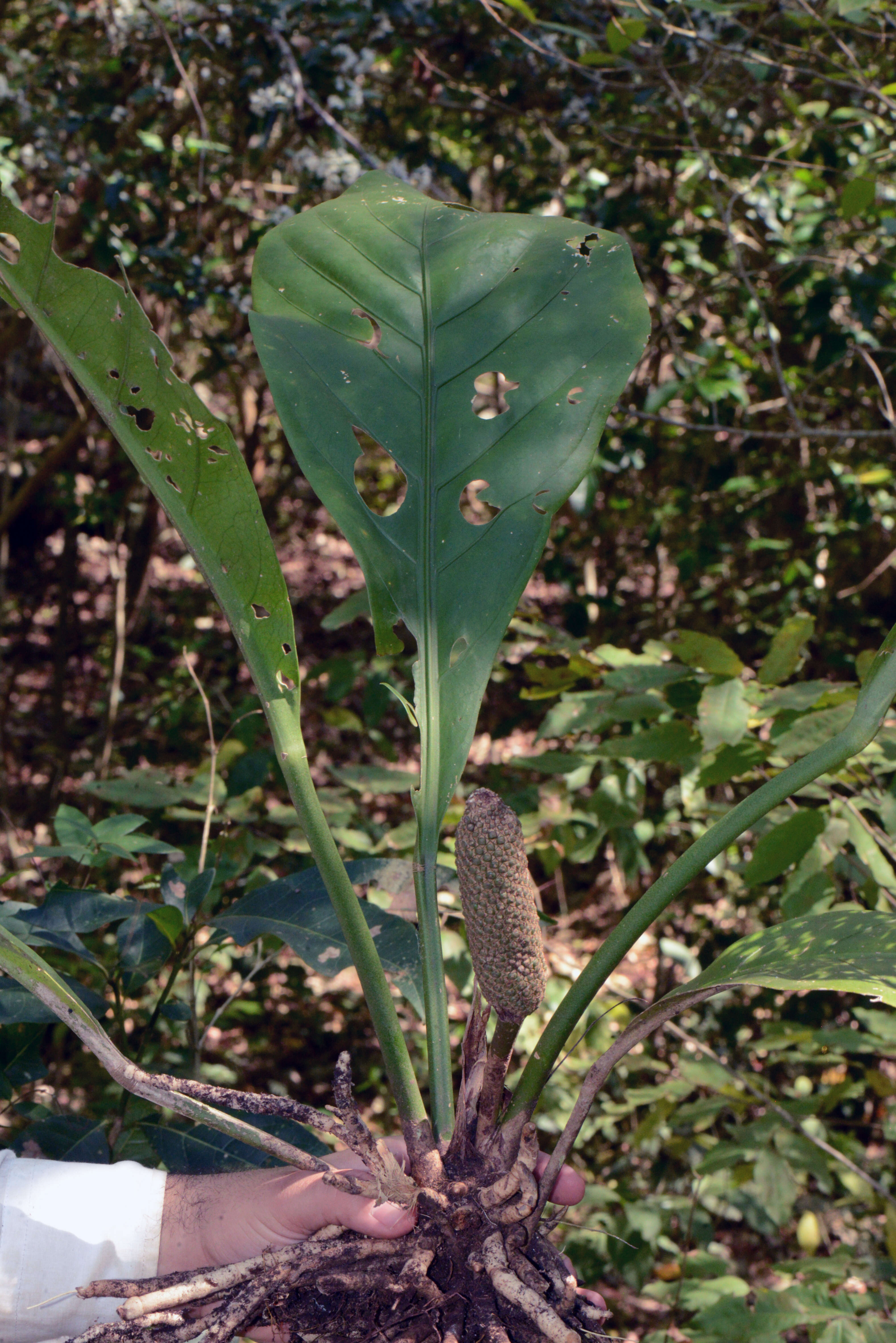 Image of Anthurium plowmanii Croat