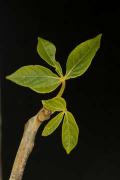 Image of Jacaratia mexicana A. DC.