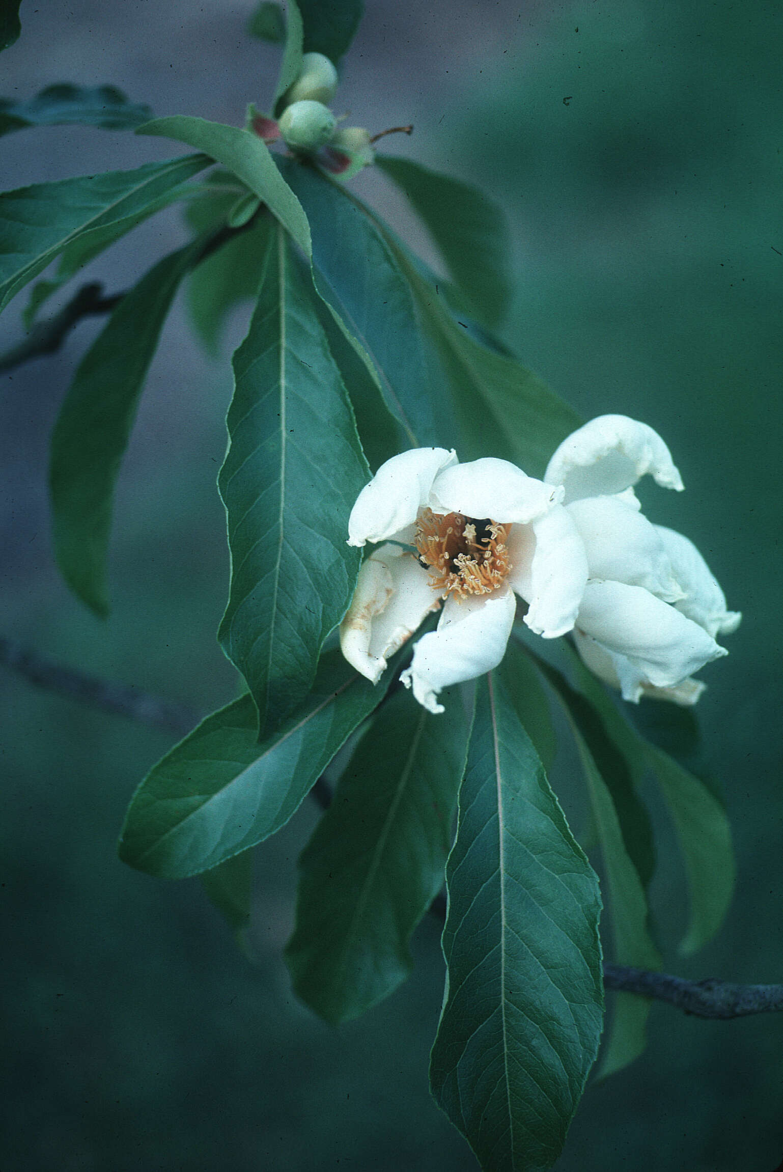 Image of Franklin tree