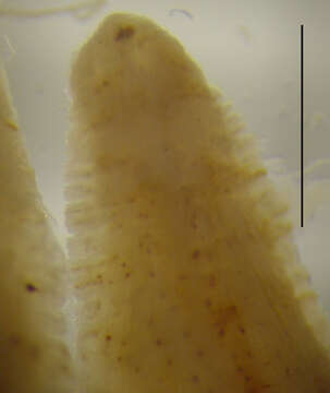 Image of Placobdella translucens (Sawyer & Shelley 1976)