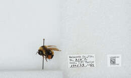 Слика од Bombus affinis Cresson 1864