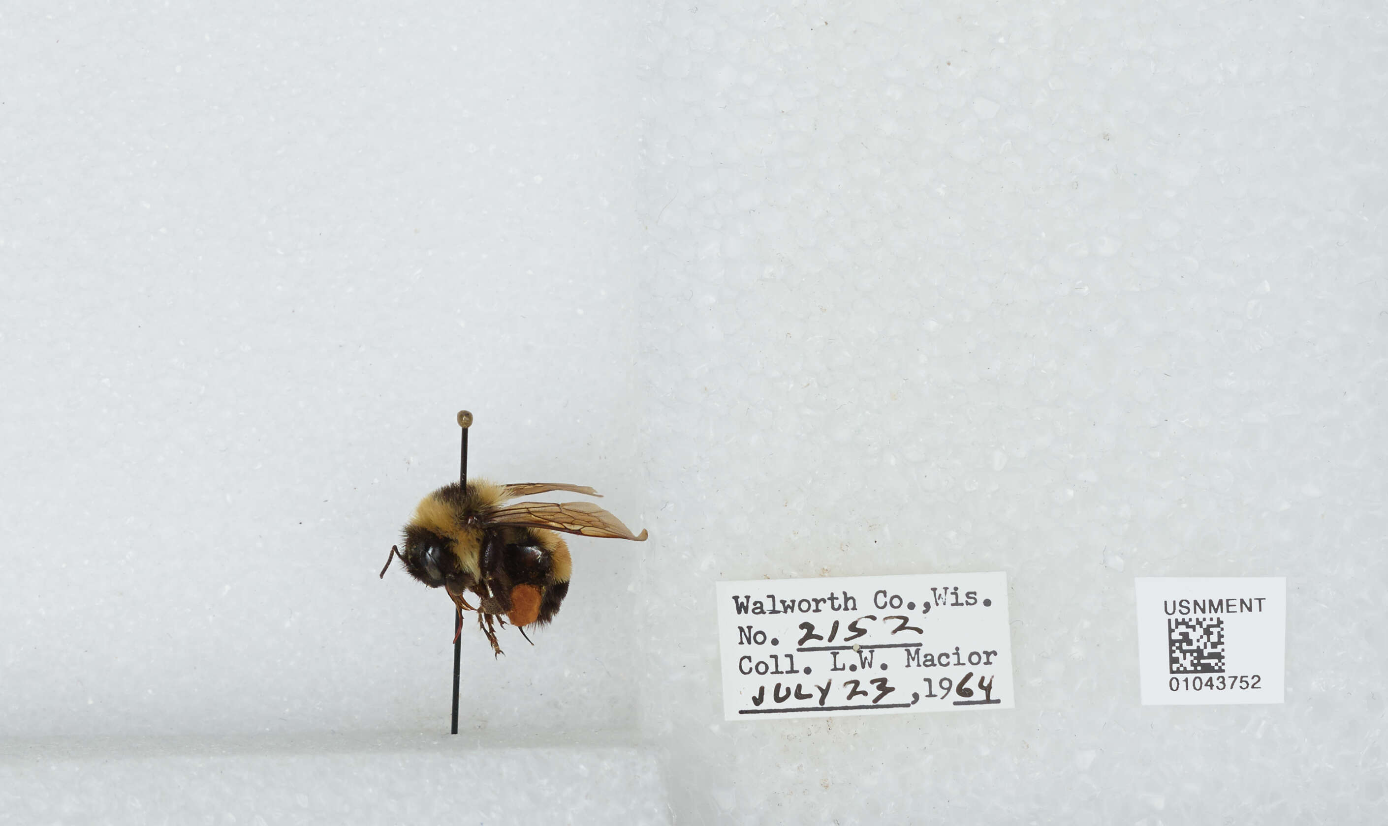 Слика од Bombus affinis Cresson 1864