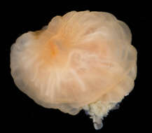 Image of White anemone