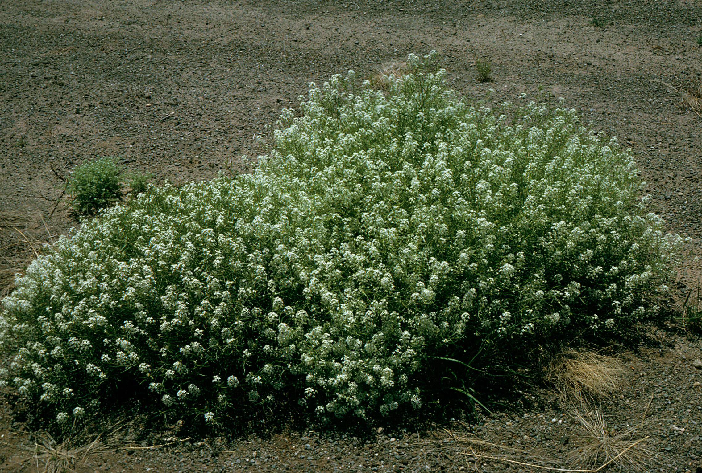 Sivun Lepidium montanum Nutt. kuva
