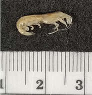 Image of estuarine long-eyed shrimp