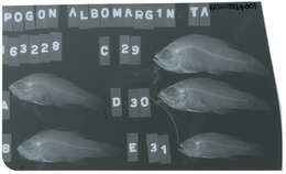 Plancia ëd Jaydia albomarginatus (Smith & Radcliffe 1912)