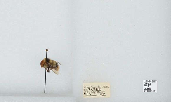 Image of Frigid Bumble Bee