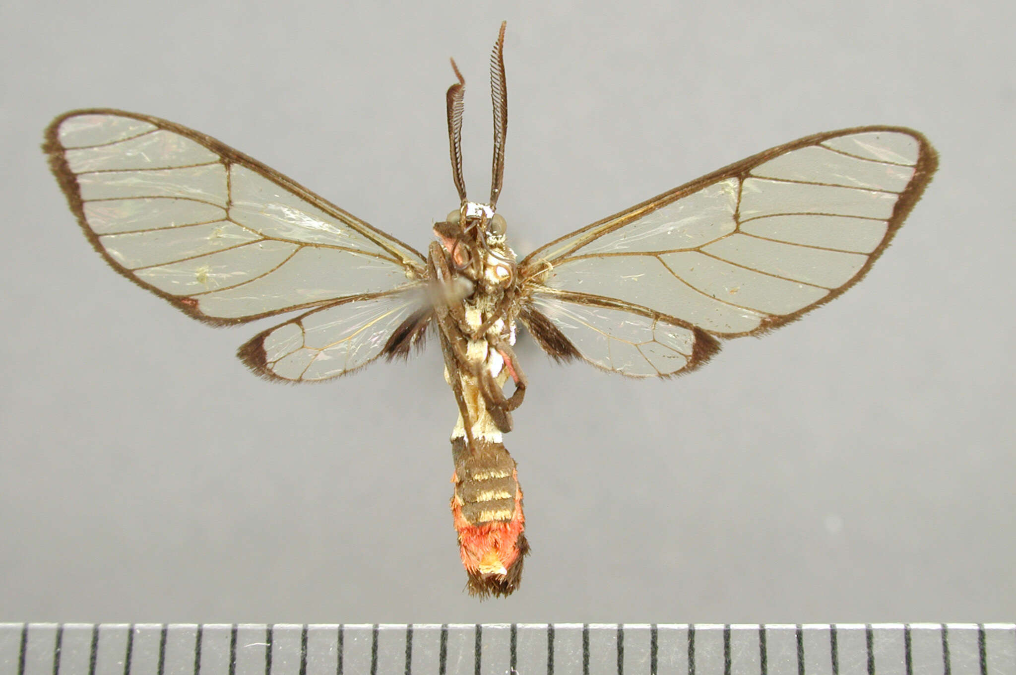 Image of Argyroeides notha Schaus 1911