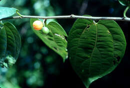 Image of iguana hackberry