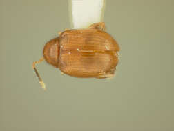 Image of Aphthona Chevrolat 1836