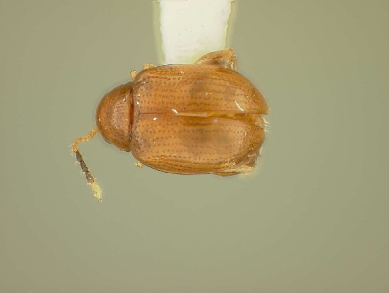 Image of Aphthona Chevrolat 1836