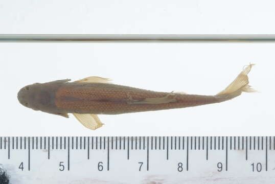 Image of Fathead Minnow