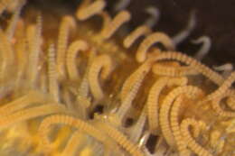Image de Trypanosyllis subgen. Trypanosyllis