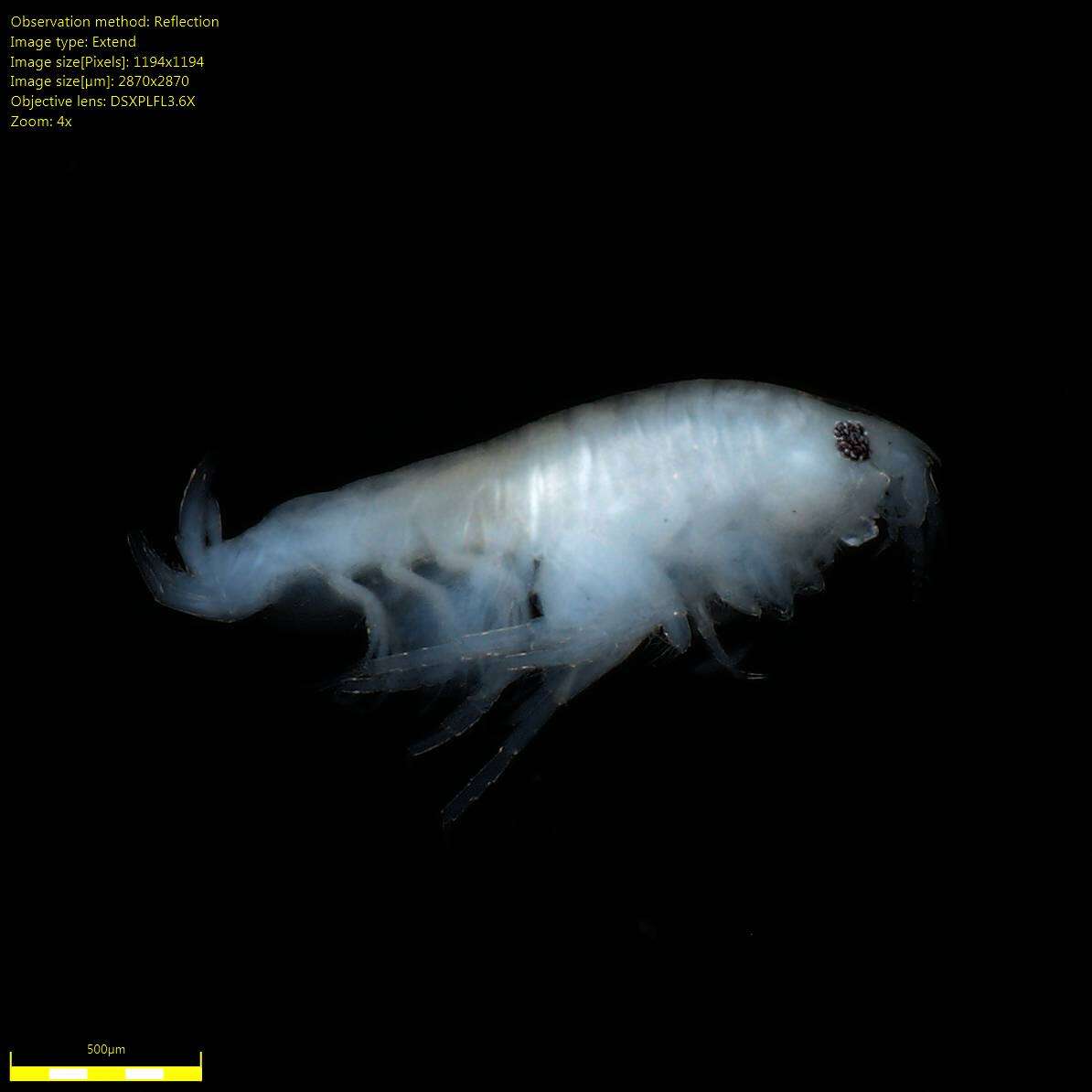 Image of Amphipoda