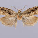 Image of Gwendolina concitatricana Heinrich