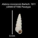 Image of Alabina monicensis Bartsch 1911
