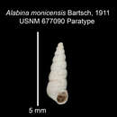 Imagem de Alabina monicensis Bartsch 1911