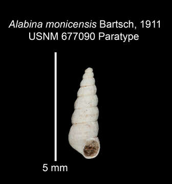 Image of Alabina monicensis Bartsch 1911