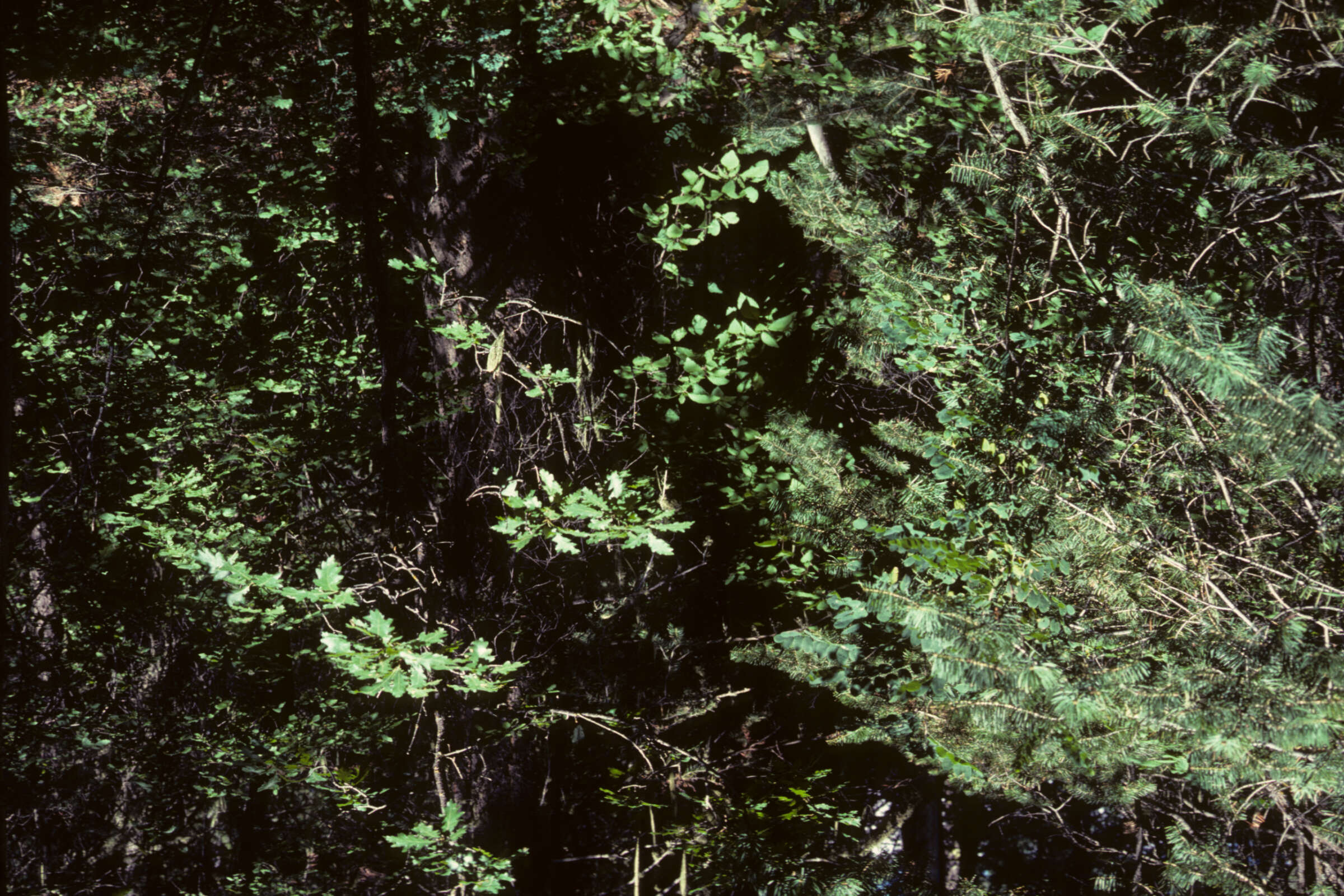 Image of New Mexico bluegrass