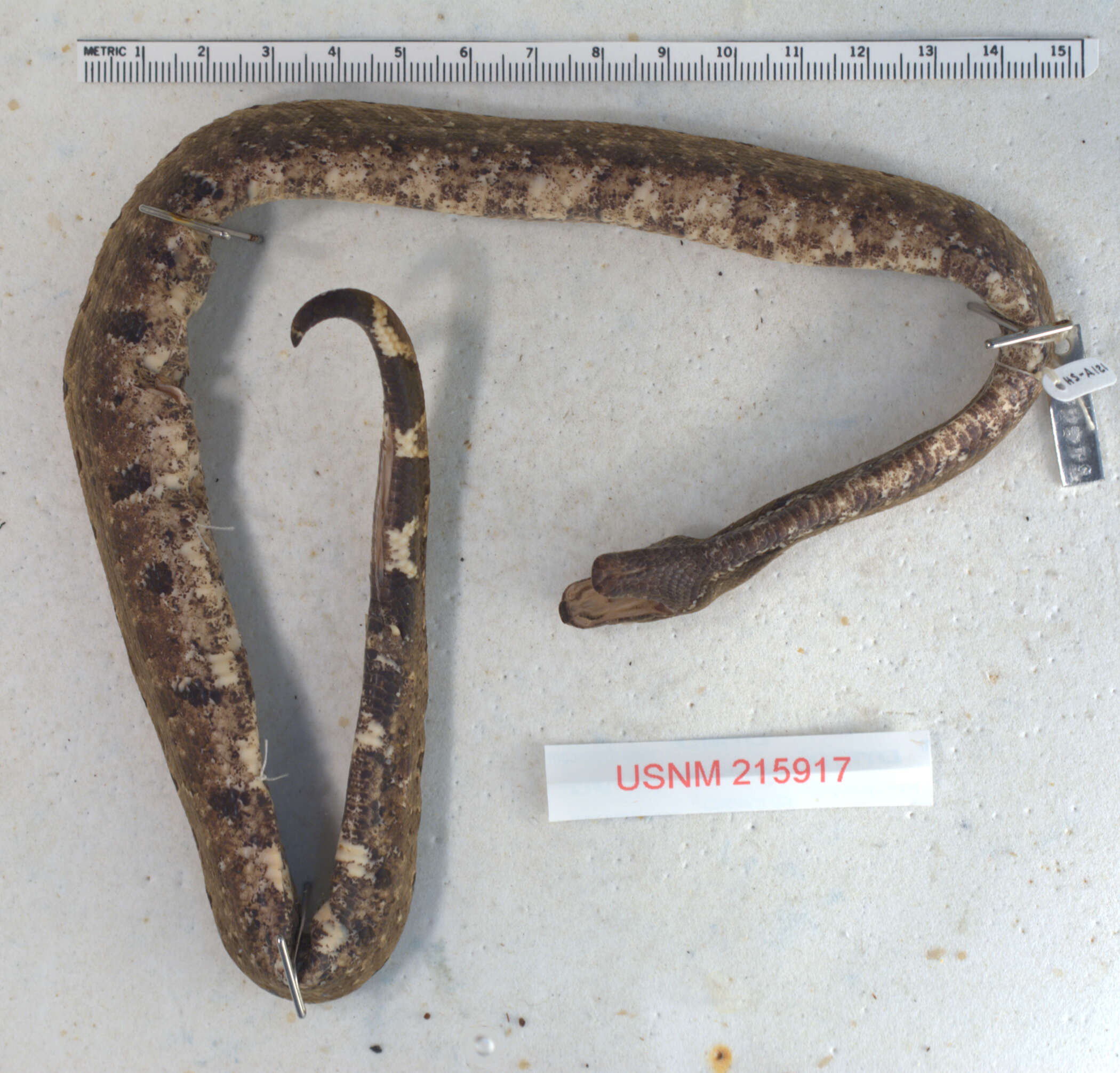 Image of Solomon Island Ground boa