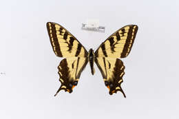 Image of Western Tiger Swallowtail