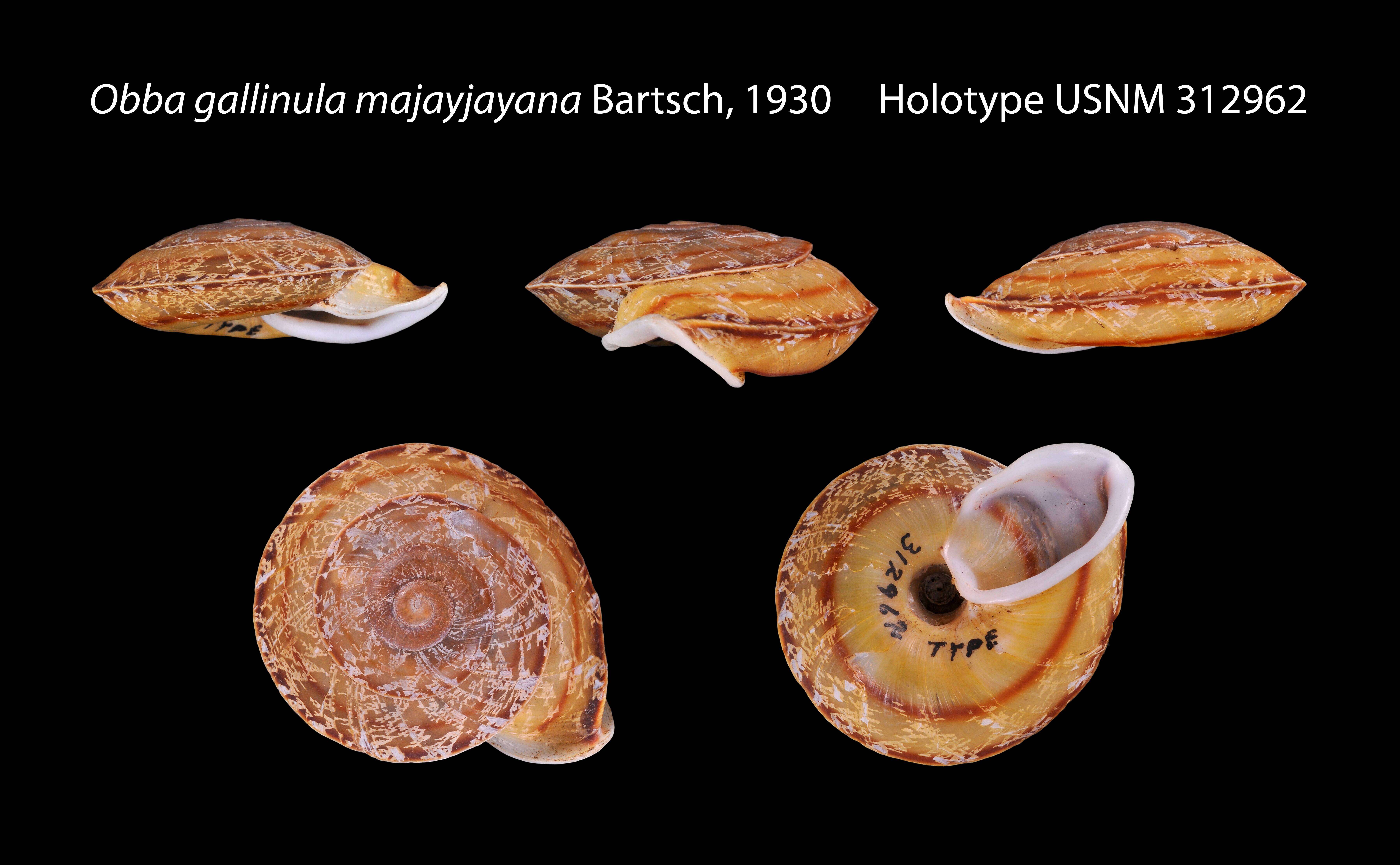 Image of Obba gallinula majayjayana Bartsch 1930