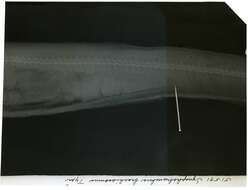 Image of Gilbert&#39;s synaphobranchid eel
