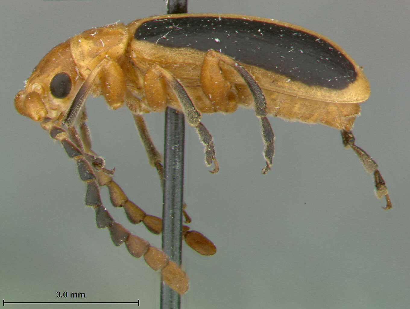 Слика од Phyllobrotica physostegiae E. Riley 1979