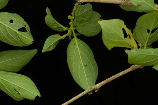 Image de Colubrina elliptica (Sw.) Briz. & W. L. Stern