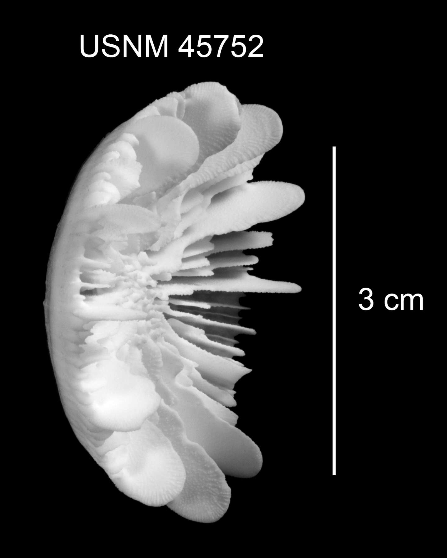 Plancia ëd Stephanocyathus (Stephanocyathus) laevifundus Cairns 1977