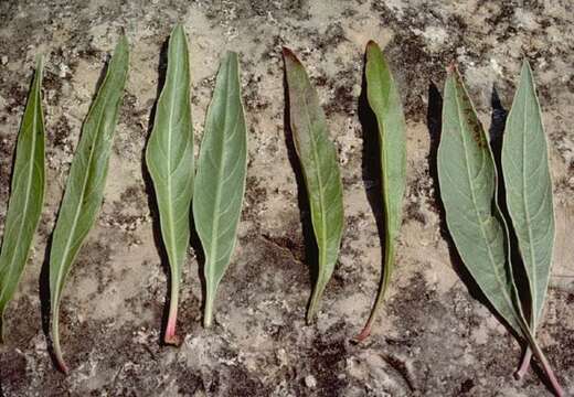 Oenothera macrocarpa subsp. macrocarpa resmi