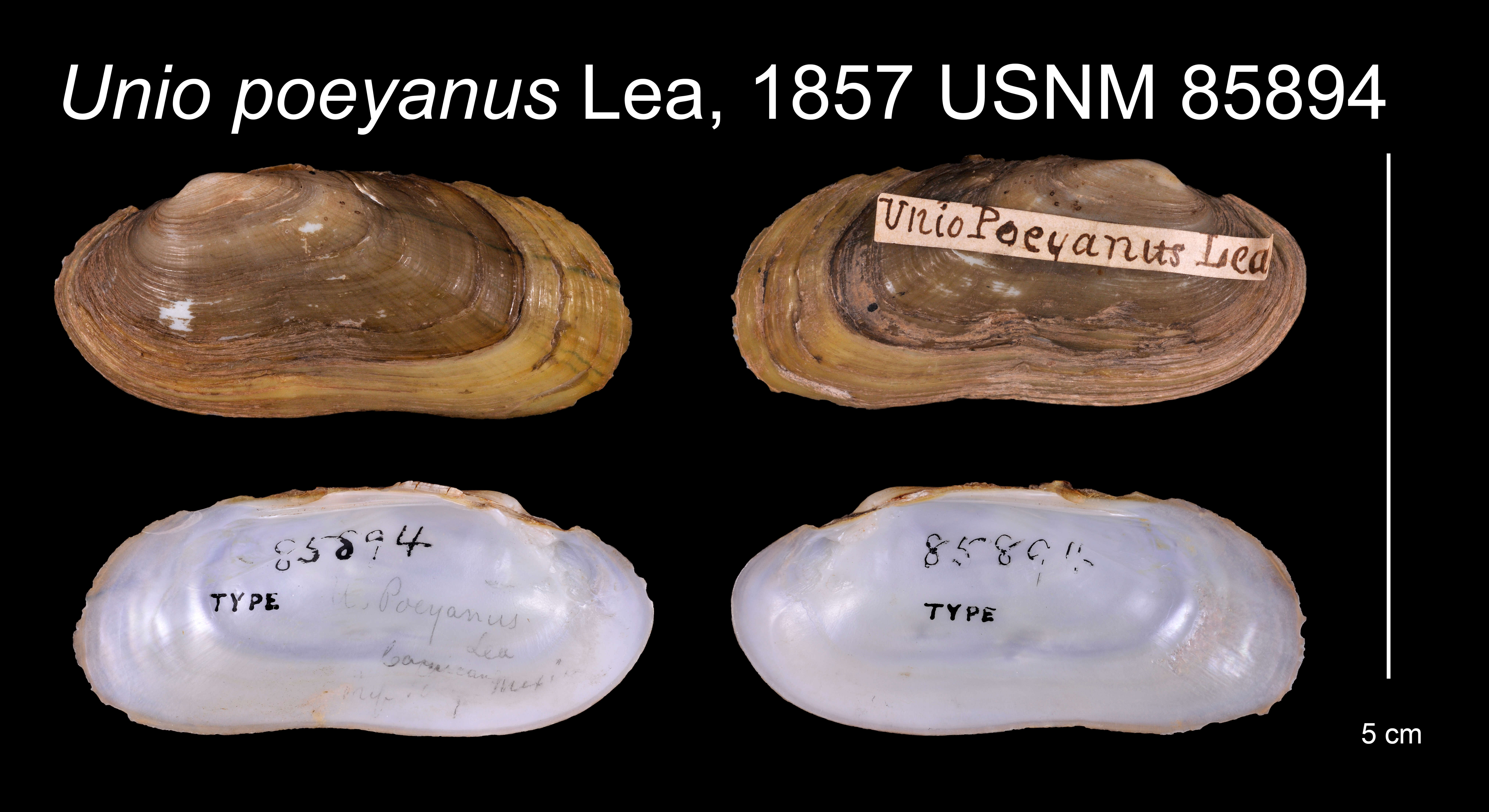 Image of Unio poeyanus Lea