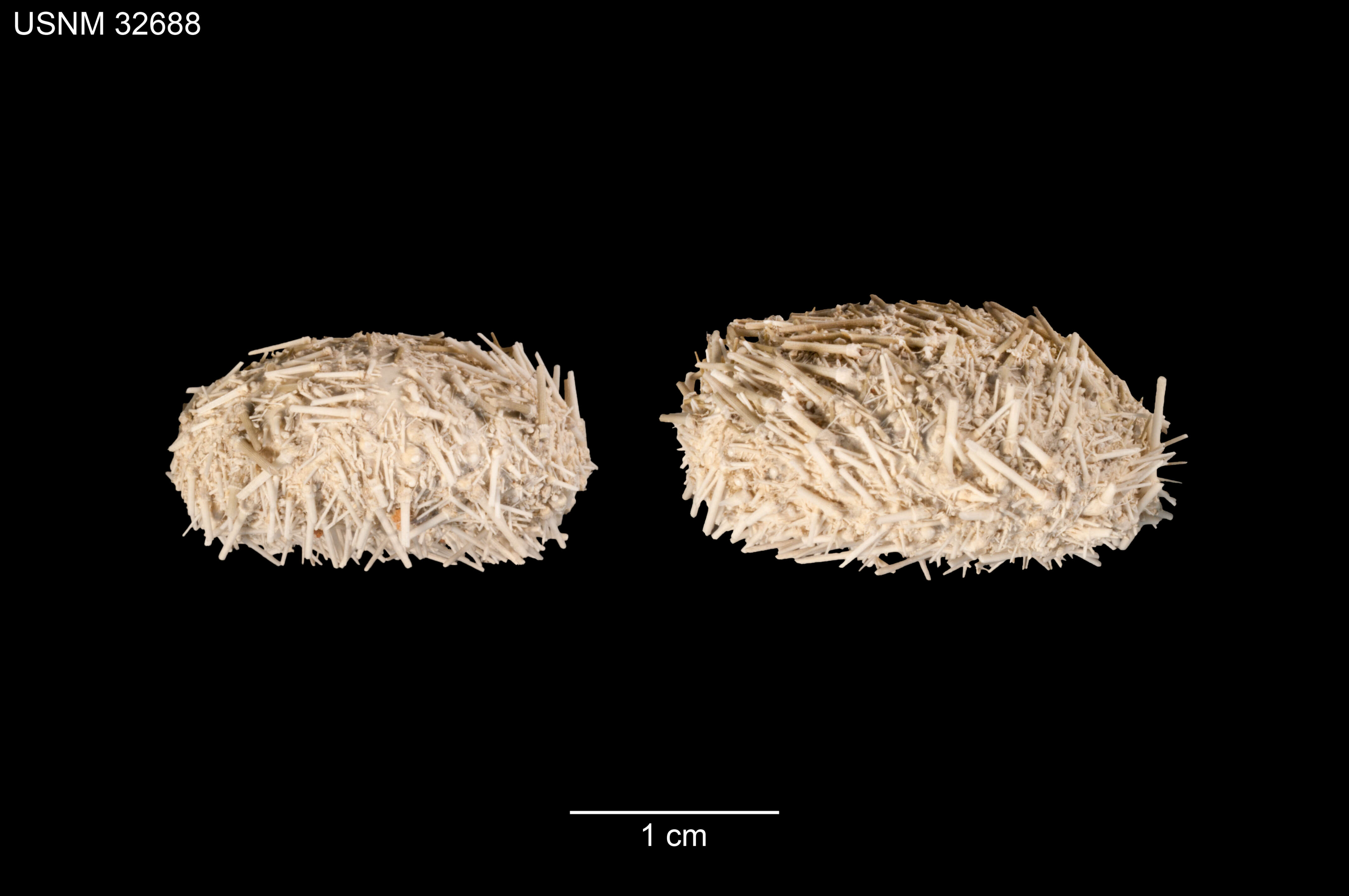 Image of Lytechinus pictus (Verrill 1867)