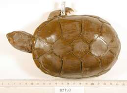 Image of Yellow Mud Turtle