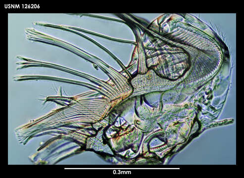 Image of Archasterope weddellensis (Kornicker 1975)