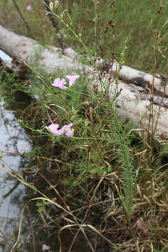 Image of purple false foxglove