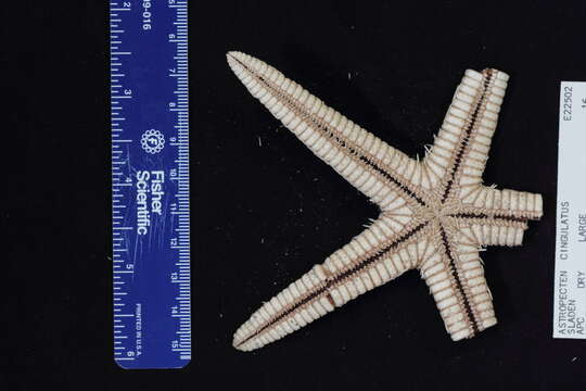 Image of Astropecten karankawai Lawrence et al. 2018