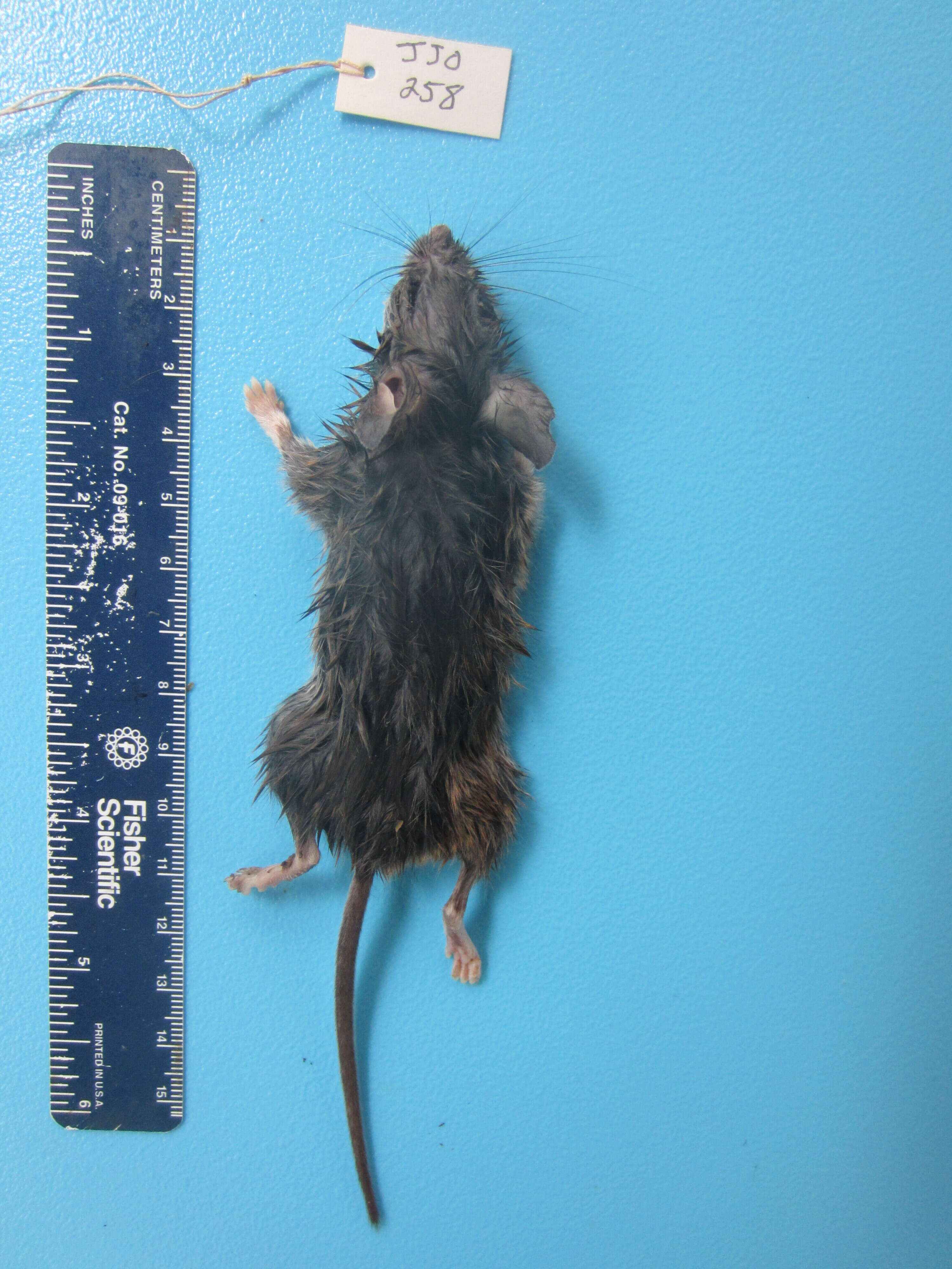 Image of White-footed Deermouse