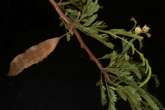 Image of <i>Mimosa acantholoba</i> var. <i>eurycarpa</i>