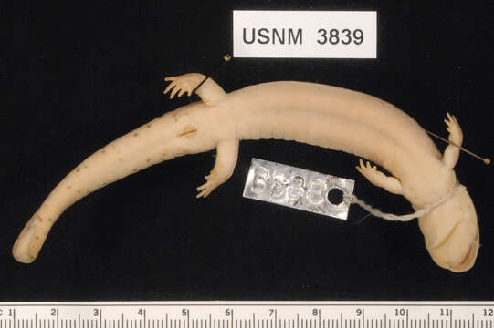 Image of Eastern Mud Salamander