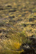 Image of desert needlegrass