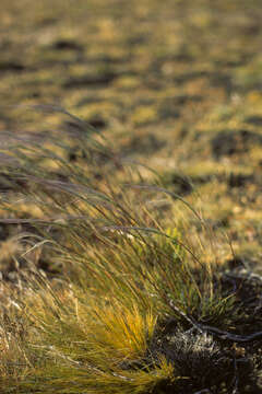 Image of desert needlegrass